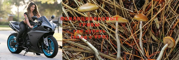 эйфоретик Кукмор